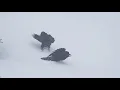 Download Lagu Goofy Ravens Playing in the Snow