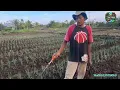 Download Lagu WAO TANAMAN DAU BAWANG MAS MUSLIM SUDAH MULAI SUBUR , BERSAMA PAK HASIM 