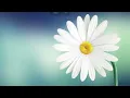 SINTA (Aegis) with Lyrics