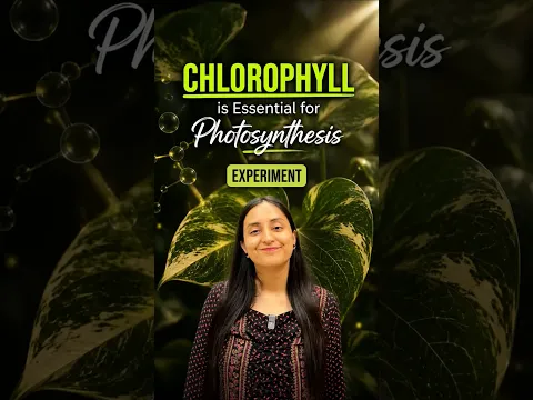 Prove Chlorophyll is Essential for Photosynthesis in 2 mins🥳 | Experiment #neet #class11 #biology