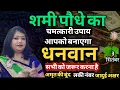 Download Lagu शमी पौधे का चमत्कारी उपाय | आपको बनाएगा धनवान | धन प्राप्ति के उपाय | Astrologer Archana Gupta 