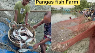 Pangas fish farm thousands of Pangas fish harvesting today
