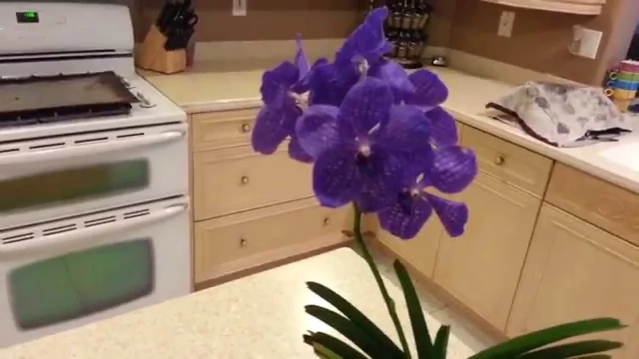 NEW VANDA ORCHID FROM EBAY