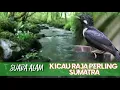 Download Lagu kicau burung raja perling.   rajaperling Sumatra  kicau mania.   kicau burung raja perling Sumatra