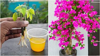 Bougainvillea Grow from cuttings 😍✨