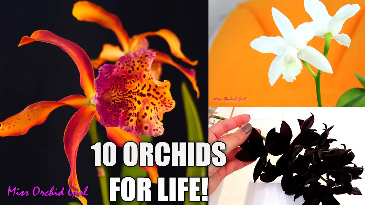 10 ORCHIDS I DONT WANT TO LIVE WITHOUT! MY MOST PRECIOUS ORCHIDS