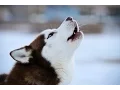 HUSKY BARKING - HUSKY HOWLING AND BARKING COMPILATION 2016