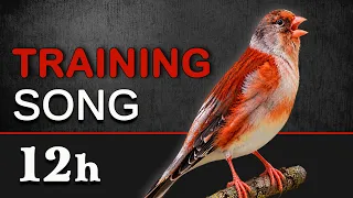 12h The Best Training Song for all Birds