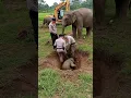 Download Lagu Polisi selamatkan anak gajah terjatuh dalam lubang