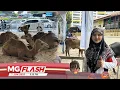 Download Lagu Pengunjung Teruja Lihat Korban 5 Ekor Unta #MGFlash