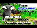 Lagu AMPUH SUARA PIKAT INDUKA || BURUNG RUAK RUAK LANGSUNG BANYAK YANG DATANG✓|| BIRDTRAP