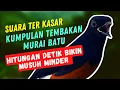 Lagu Masteran Murai Batu full ngerol nembak KUMPULAN TEMBAKAN kasar | Bikin musuh Minder