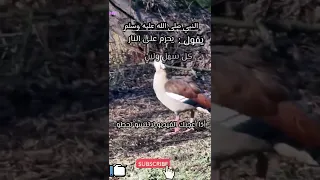 أحاديث دينية قرآن كريم 