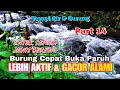 Lagu Semua Jenis Burung Cepat Buka Paruh, Terapi Air \u0026 Burung, Suara Hutan Alam Bebas Part 14
