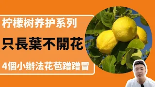 檸檬樹只長葉不開花 4個小妙招 花苞蹭蹭冒 Lemon Tree Plant At Home 禪藝綠植工作室 