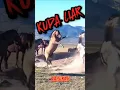 Download Lagu BANYAK HEWAN KUDA HIDUP LIAR DI SINI