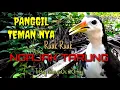 Download Lagu 🔴 Suara pikat ruak panggil teman ngajak tarung-kawin Tiếng chim quốc mồi hay #suarapikatmp3