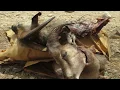 Download Lagu #Promo A Man From Jabal Qahwan, Documentary Film,