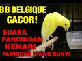 Lagu Pancingan Kenari BB Belgique!! Langsung Gacor, Cocok Buat Paud \u0026 Betina Birahi