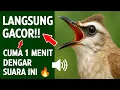 Lagu Suara trucukan gacor ropel ngalas buat pancingan trucukan agar bunyi jadikan burung trucuk gacor