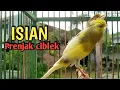 Download Lagu Pancingan Kenari Gacor isian Prenjak ciblek