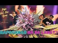 Download Lagu Puff n' Pass - Hustle \u0026 Harmony