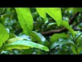 Rain Forest 5 Hours Study Sleep Meditate Focus