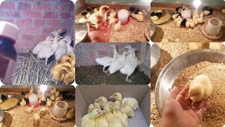 الكل بيسأل تبدأي دورة الفراخ ولا البط لرمضان شوفي المفاجأة بنفسك 