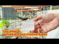Download Lagu KATA SIAPA MENGGACORKAN SIKATAN KIPAS BAHAN SUSAH⁉️ GINI LHO CARANYA BOZZ..
