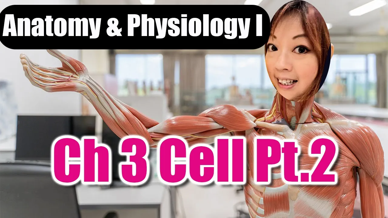 Ch 3 Cell Part 2