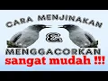 Lagu Cara Mudah Menjinakan Menggacorkan Burung SRIGUNTING dari Ombyokan || BIRD LIAR BISA JINAK DAN GACOR