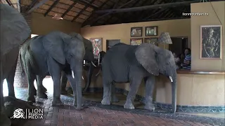 Download Herd of Elephants posing for photos in Mfuwe Lodge reception. MP3