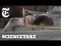 How Hard Do Moles Dig ScienceTake The New York Times