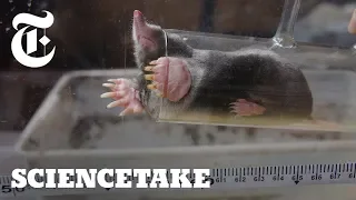 How Hard Do Moles Dig ScienceTake The New York Times