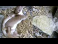 Hidden Cameras Reveal How Weasels Pair Up | Discover Wildlife | Robert E Fuller
