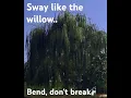 Download Lagu High Desert Weeping Willow #willowtree #treesmatter #nature #birdlivesmatter #inspirational