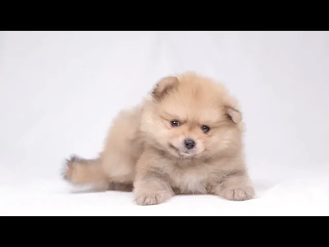 動画