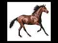 Horse Coloring Page