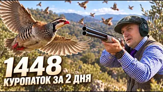Охота в Испании 🇪🇸 на Красную куропатку!
