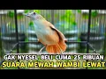 Lagu KALO SUDAH TAU SUARANYA GAK BAKAL BELI BURUNG MAHAL MODAL 25 RIBU SUDAH BIKIN BAHAGIA SEUMUR HIDUP 