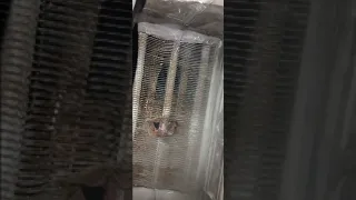 لحام سربنتينا سخان دندنها
