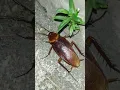 Download Lagu Kecoa Besar-Cockroach #kecoa #shorts