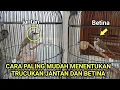 Download Lagu Cara Paling Mudah Memilih Trucukan Jantan dan Betina Siapa Saja Bisa Pakai Cara Ini