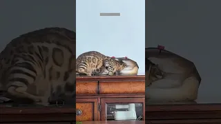                             دندنها