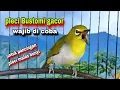 Lagu Suara Burung Pleci Gacor Ngalas Nembak Ngerol || Pleci Bustomi Gacor || Pleci Gacor Buka Paruh