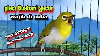 suara burung pleci gacor ngalas nembak ngerol pleci bustomi gacor pleci gacor buka paruh