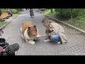 Man goes public with multi-thousand-dollar dog suit