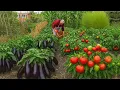 Download Lagu Biologische aubergines, paprika's en tomaten oogsten - Het dagelijkse leven van oma en opa