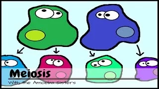(OLD VIDEO) Meiosis: The Great Divide
