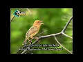 Download Lagu Suara Burung Cici Padi Kepala Merah Untuk pikat dijamin Ampuh, Link Download di deskripsi